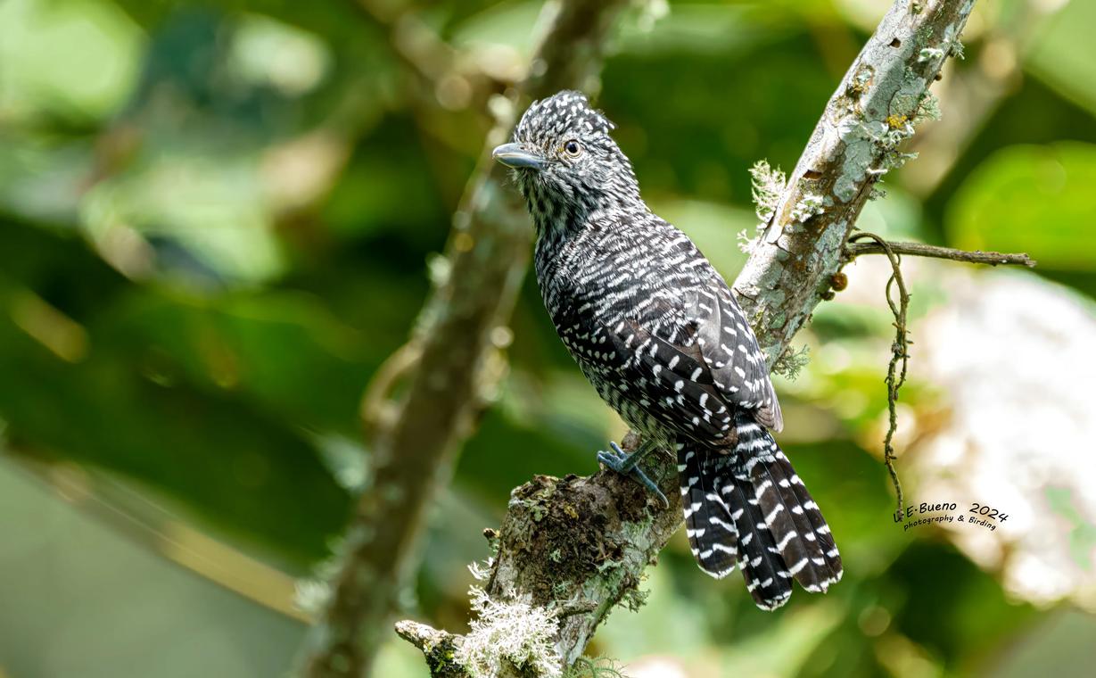 Black bird with white spotting, perched on a lichen-covered branch.