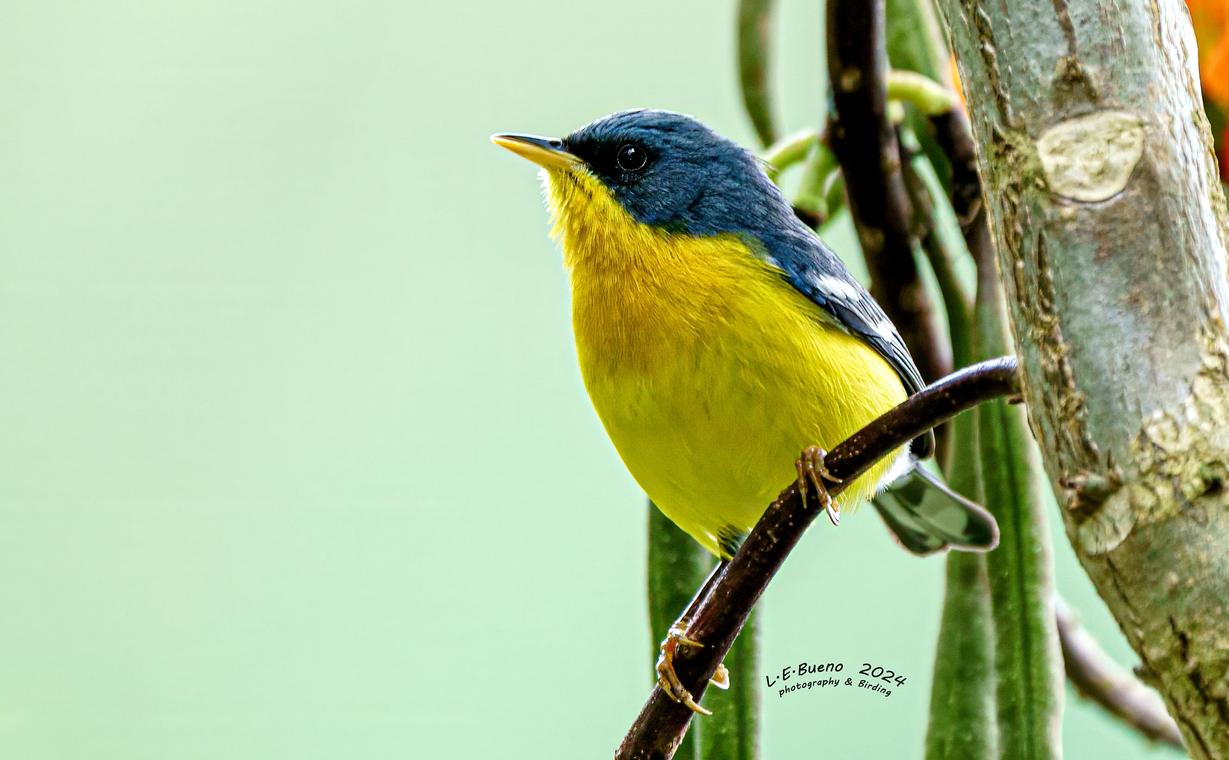 Small bird with a yellow breast and a blue-grey hood, on a slender branch.