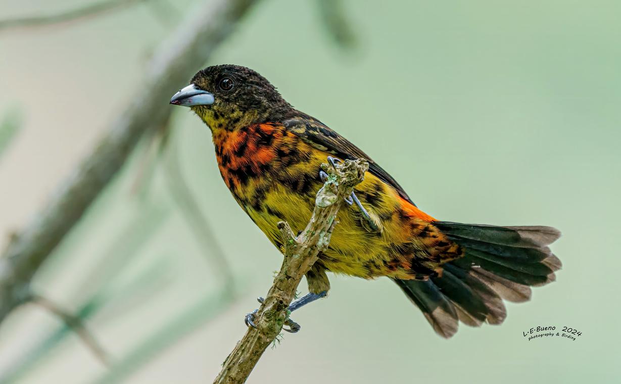 Bird with an orange breast and a yellow belly mottled with black, gripping a branch.