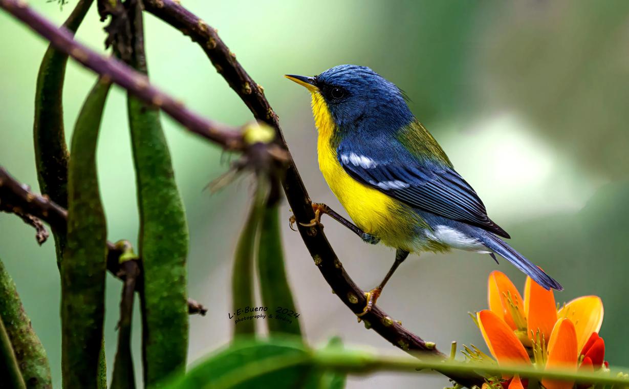 Small bird with a yellow belly and blue back, beside an orange flower.