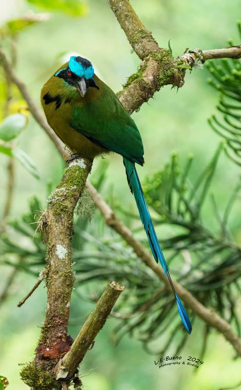 Green bird with a bright blue crown and a long racket-tipped tail.